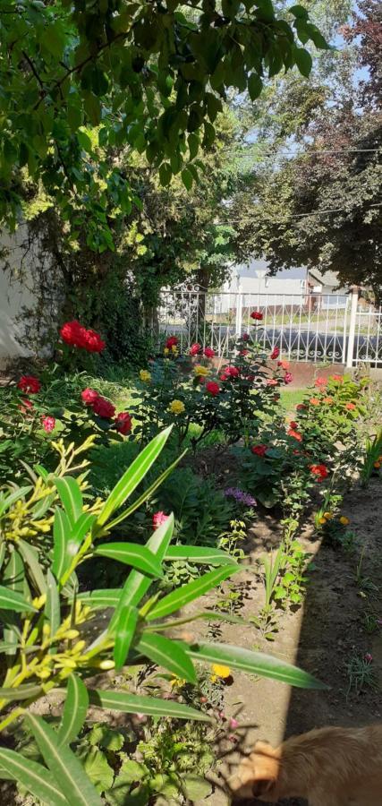 Marika Vendeghaz Apartment Abadszalok Ngoại thất bức ảnh